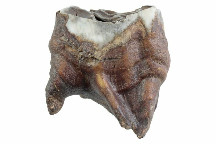 Fossil Woolly Rhino (Coelodonta) Tooth - Siberia #370957